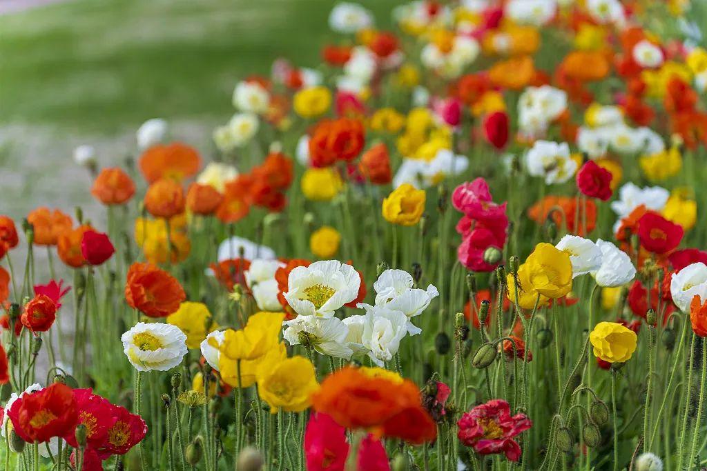 李一氓回忆  长征故事  七

遵义二三事

1、一进入贵州地界，就发现这里大量