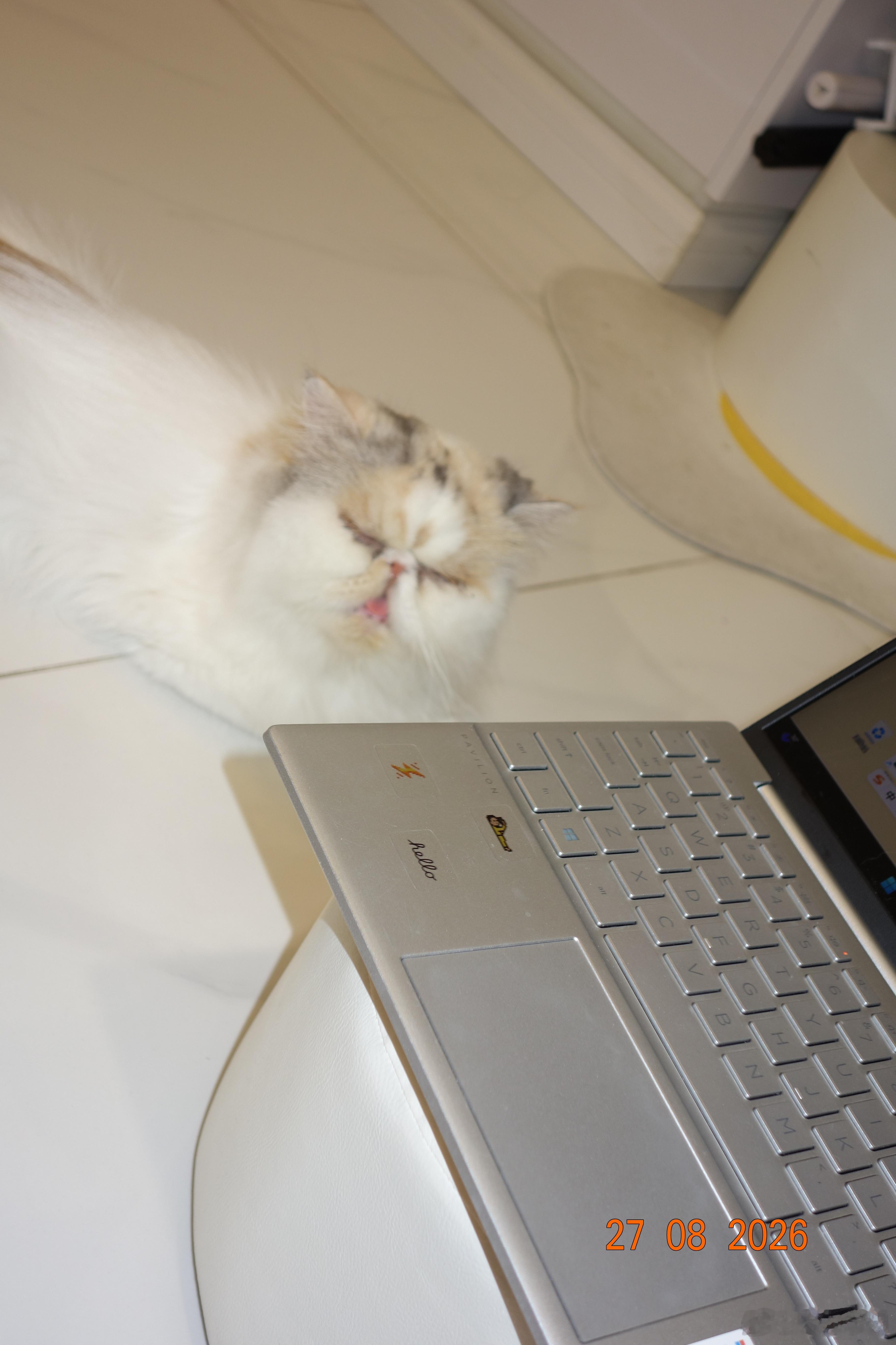 猫咪昨晚陪我通宵工作都有黑眼圈了~真是戳中我的笑点哈哈哈哈哈哈哈哈哈 ​​​