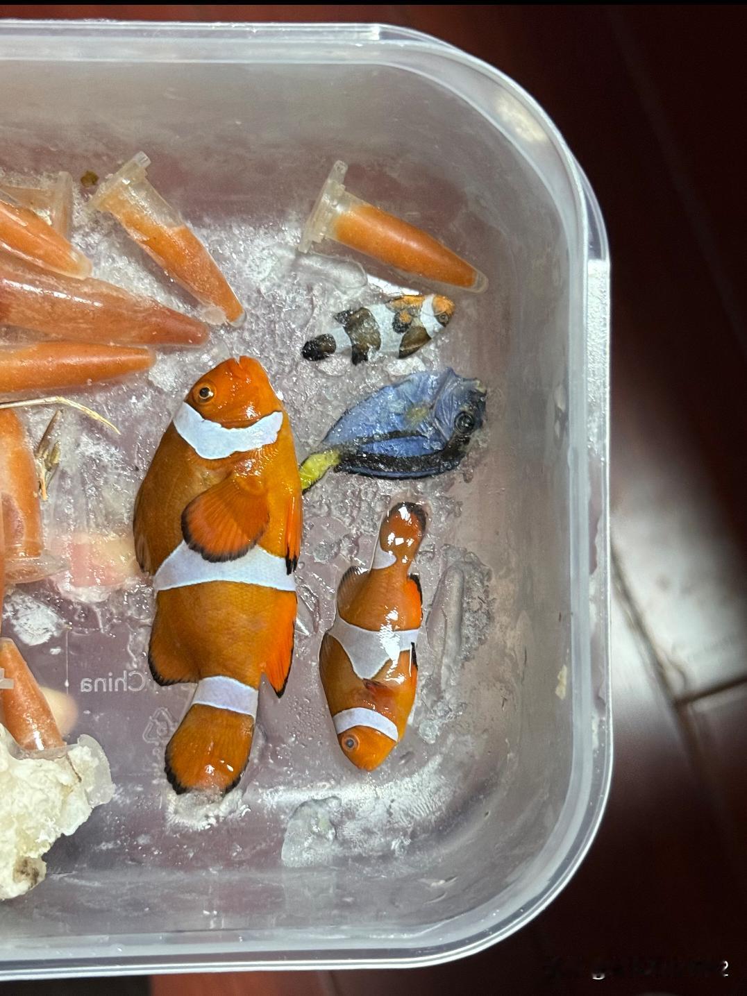 冰箱成员又加几位美丽的身躯，不完整的丢掉了，完整的留着纪念一下