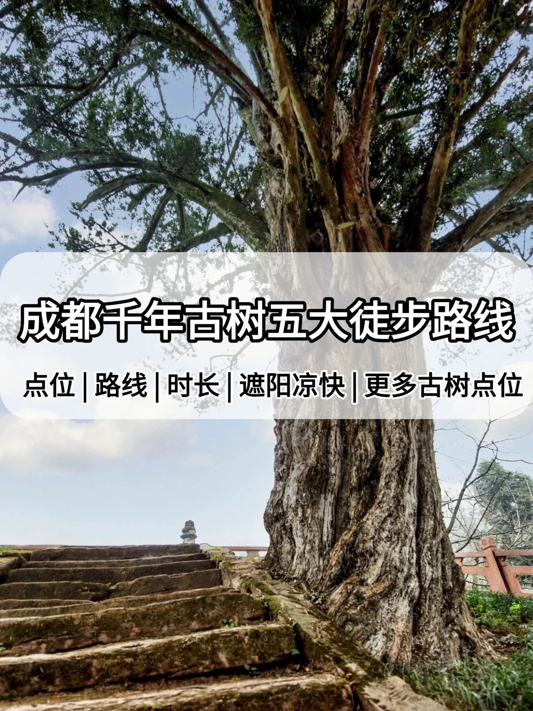 赏千年古树！成都古树漫游五大徒步路线