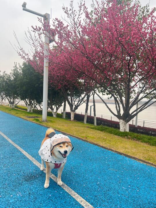 那年杏花微雨 你说你是果子狸