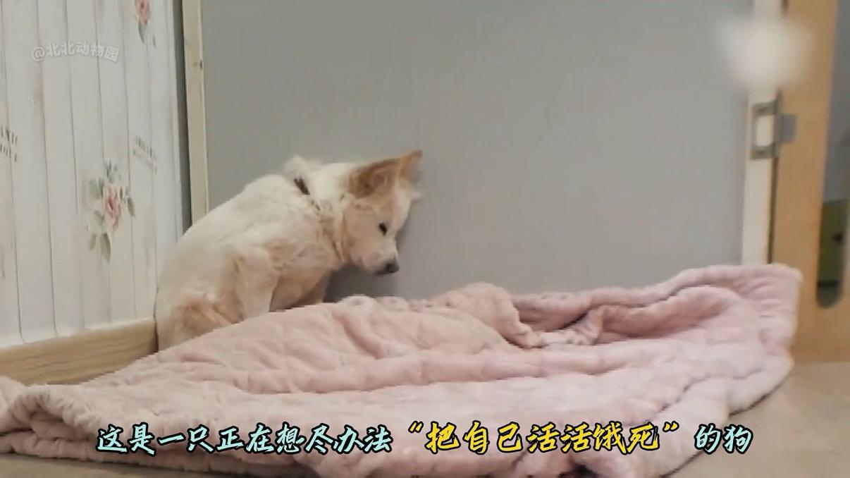 这只狗曾被当成生育机器，获救后连饭都不吃，不敢离开墙角，只要有人靠近，就害怕得大小便失禁，直到救助人