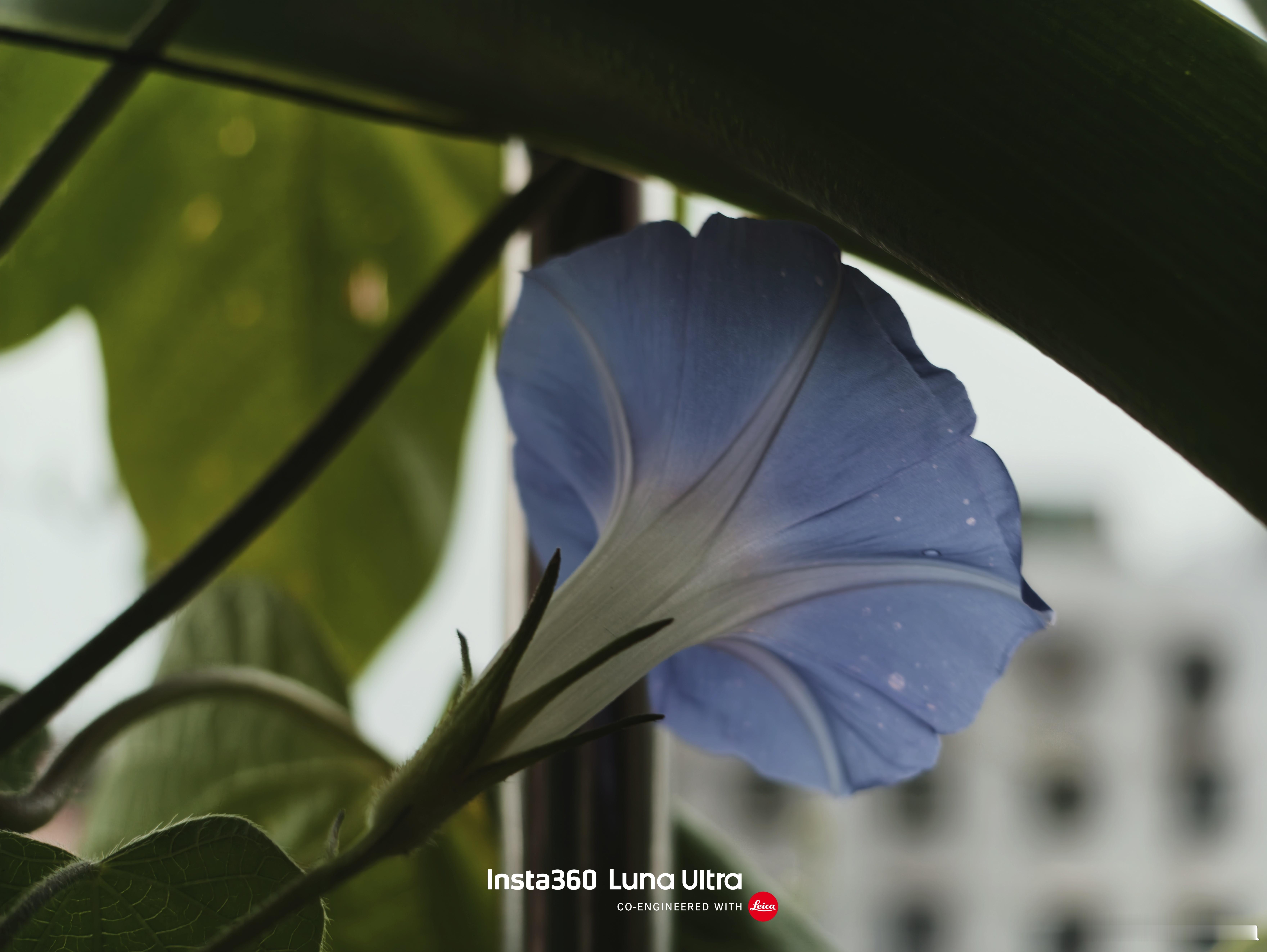 有牵牛花就有夏天。 成都