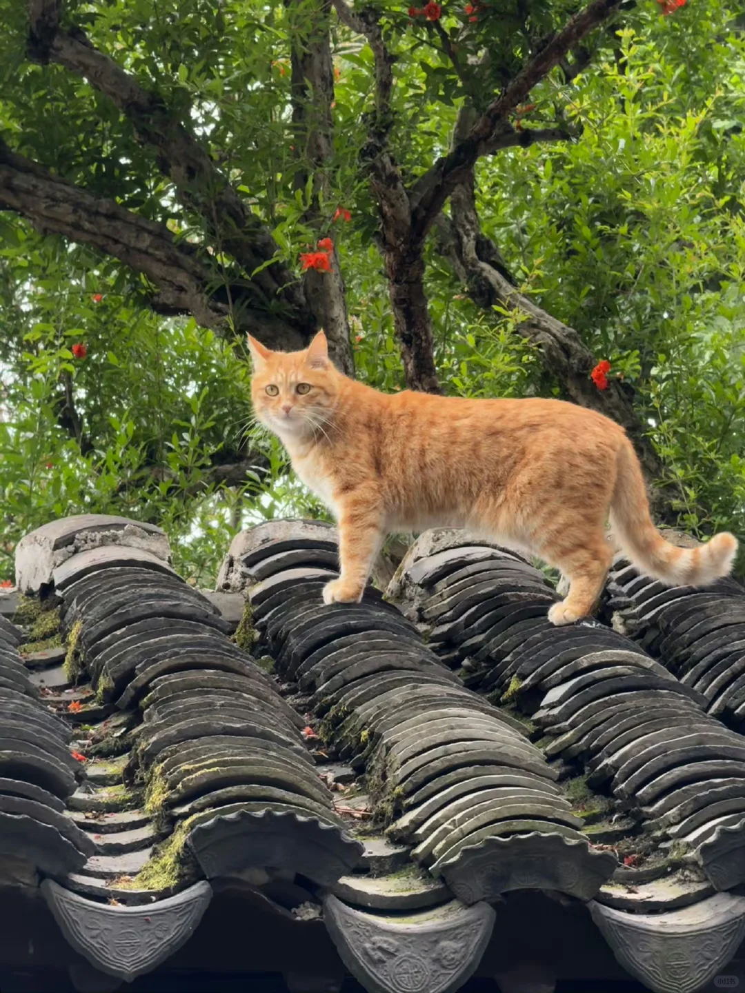 园林小橘猫