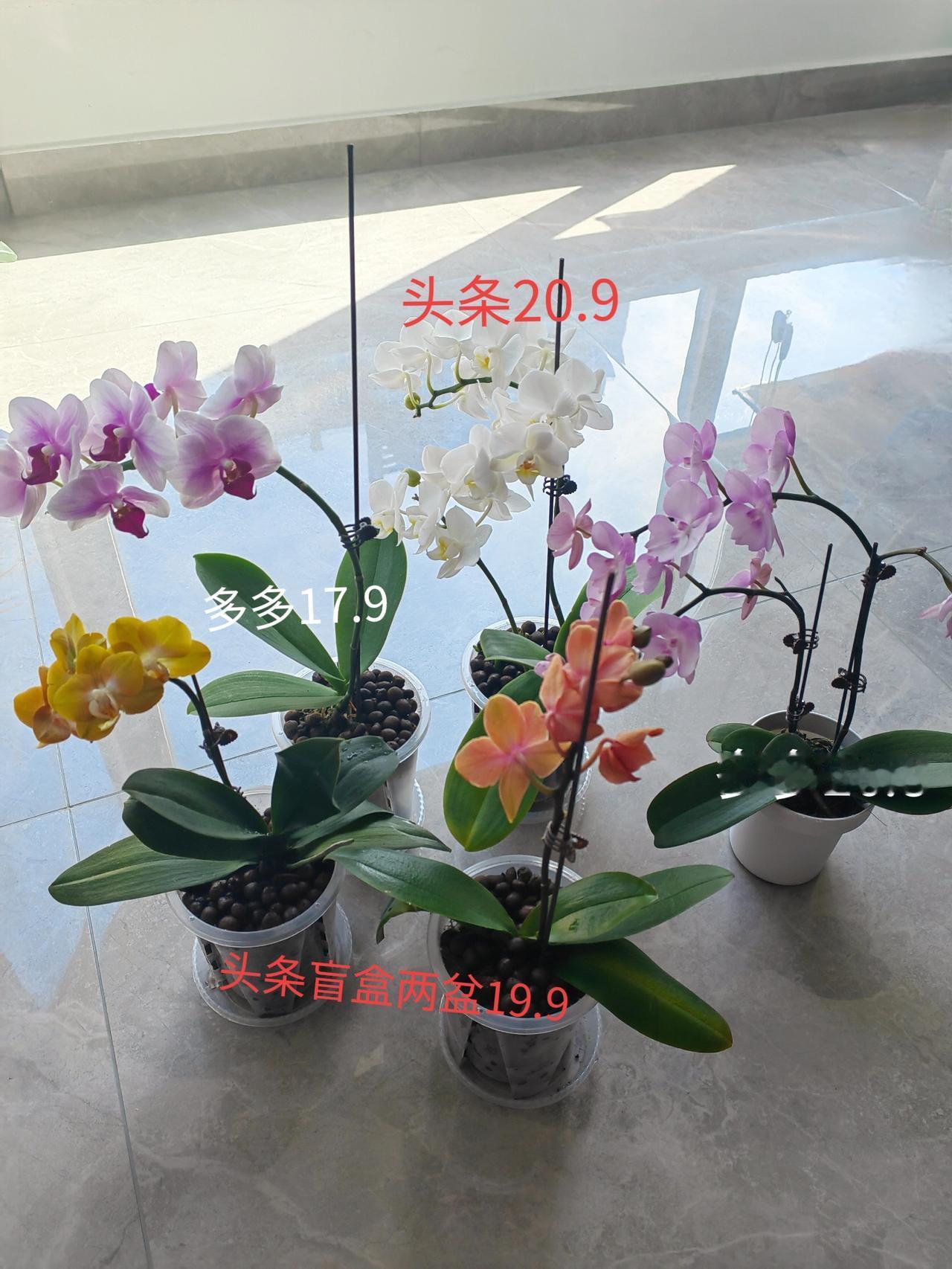 最近迷上了蝴蝶兰，网上花百来块钱买了几盆，发现这花真是好看，品种多样，连换个盆都