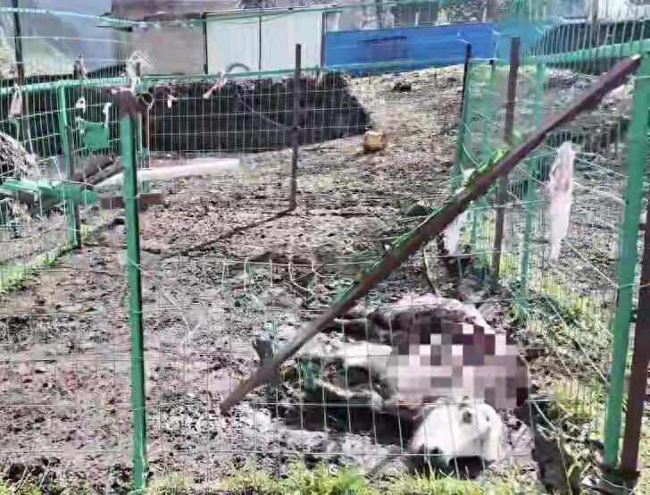藏马熊频繁袭扰玉树牧区，牧民守牛难安，电子脉冲围栏将筑牢人畜安全防线
 
六月末