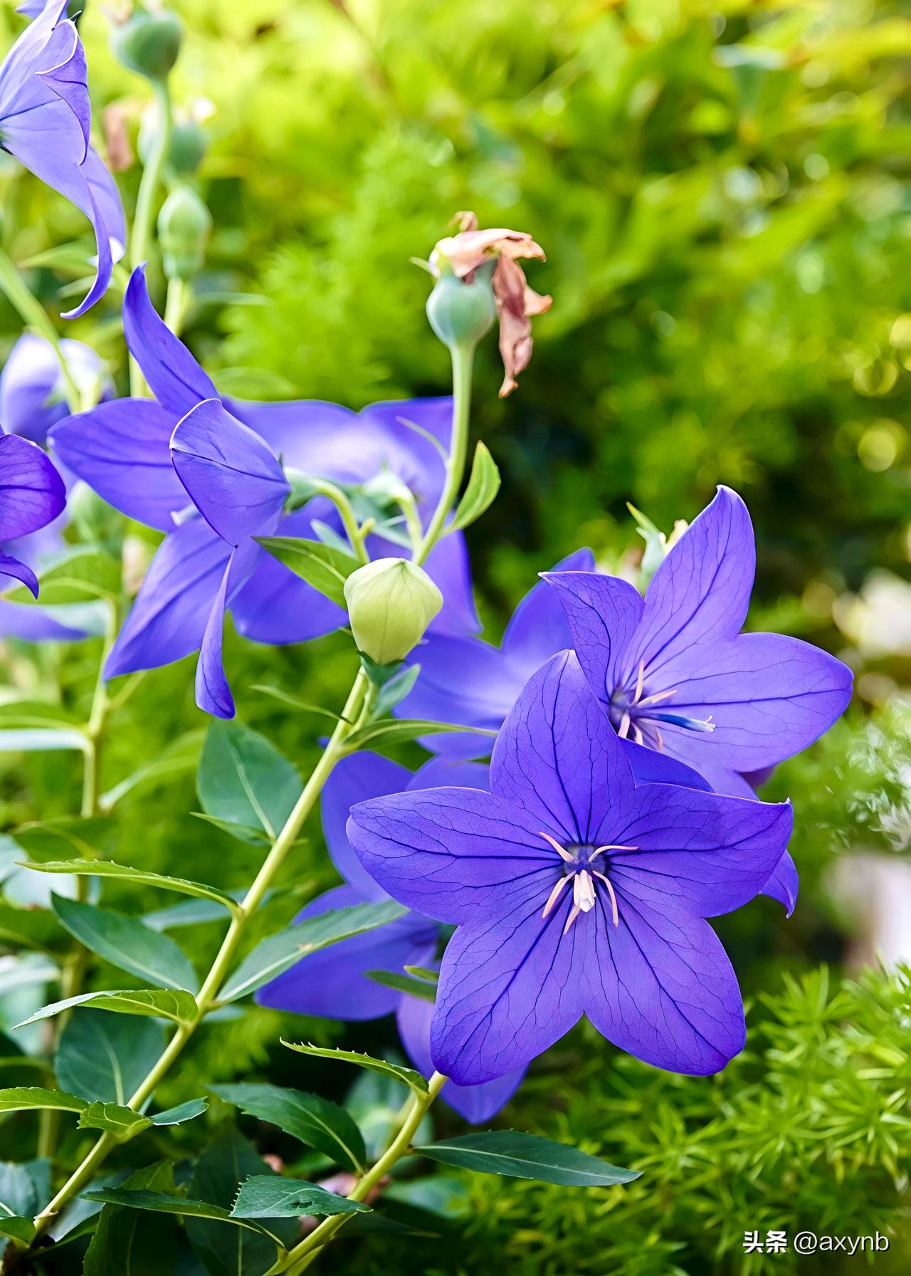 桔梗花，又名铃铛花、包袱花，多年生草本，花苞是圆润青绿色小灯笼，绽放后呈标准五星