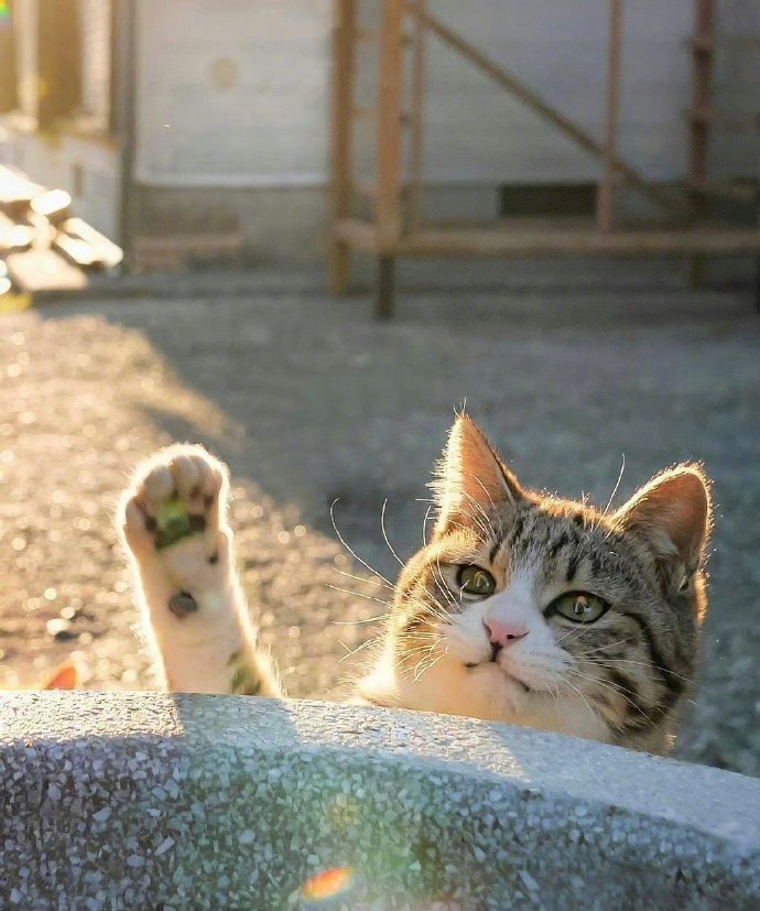招财猫向你招手，秒赞接好运 ​​​