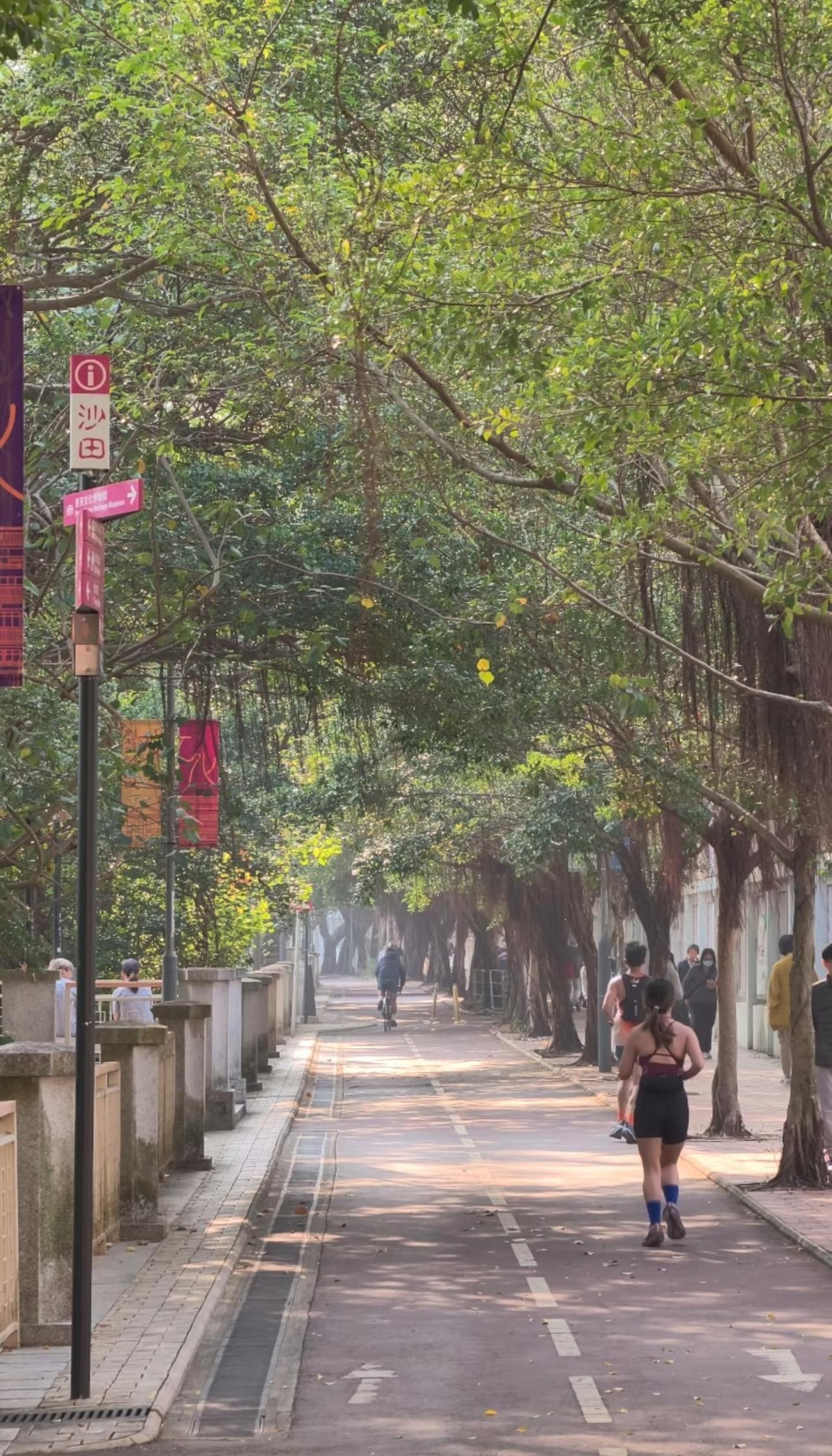 🇭🇰沙田小众步道｜人少树密，光影弥漫
香港沙田河滨步道（见P12），沙田站步