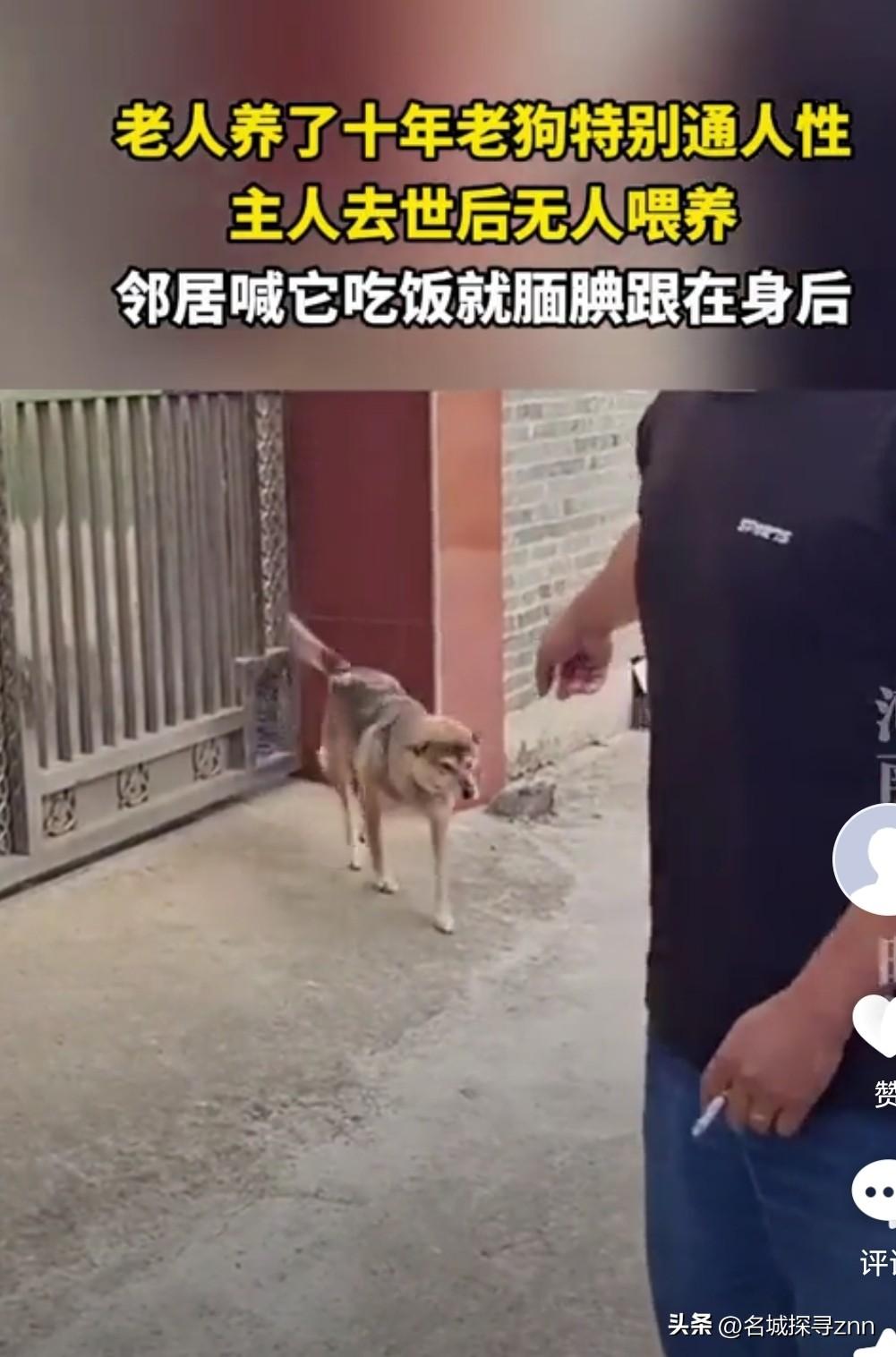 江苏，一老人养了十年的老狗，因最近老人去世了无人喂养，这邻居可怜狗子，便暖心的叫