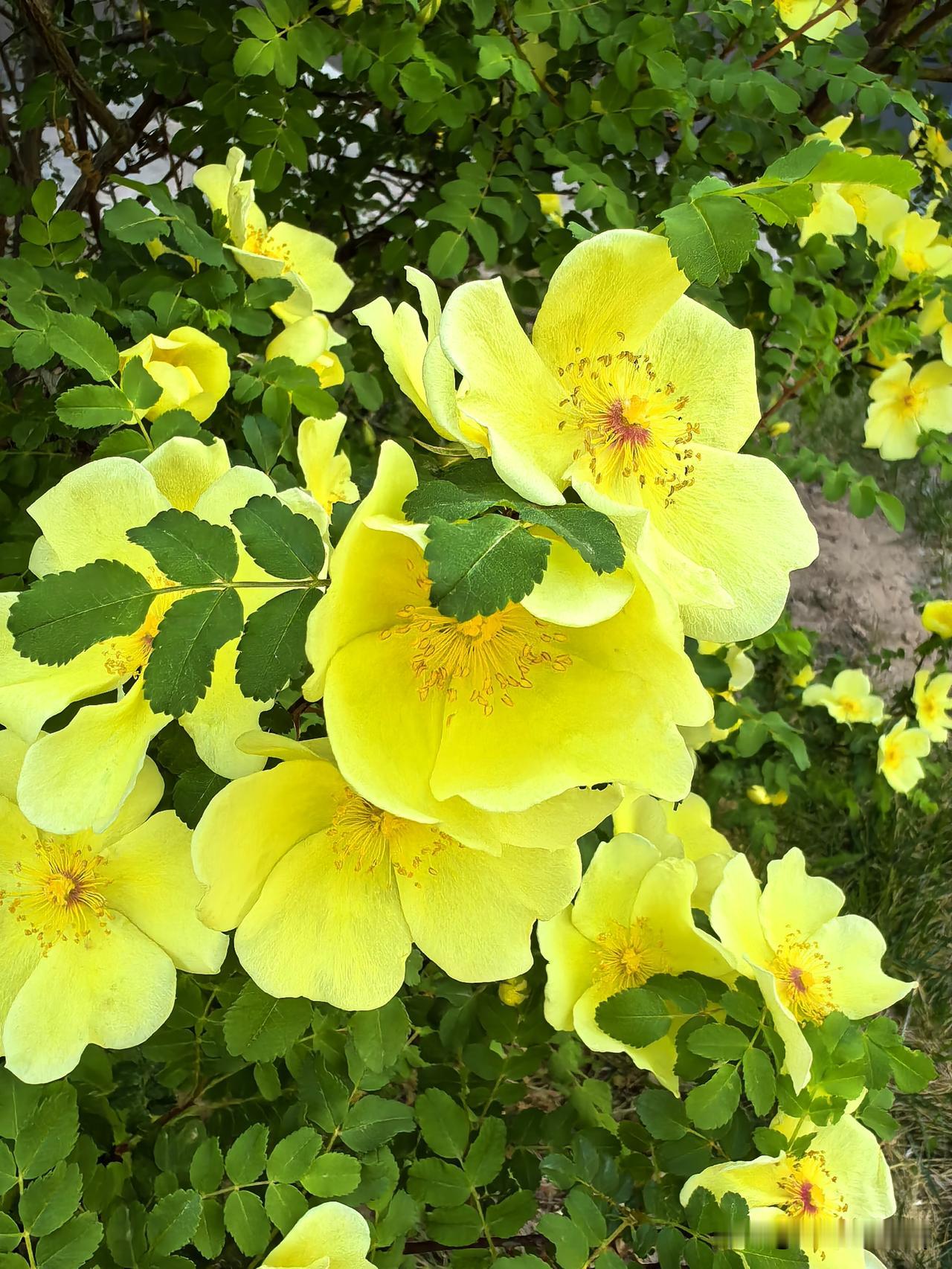 春日生活打卡季黄刺玫开得热烈又坦荡，带着点刺的野气，偏生开出这样明亮的鹅黄。阳光