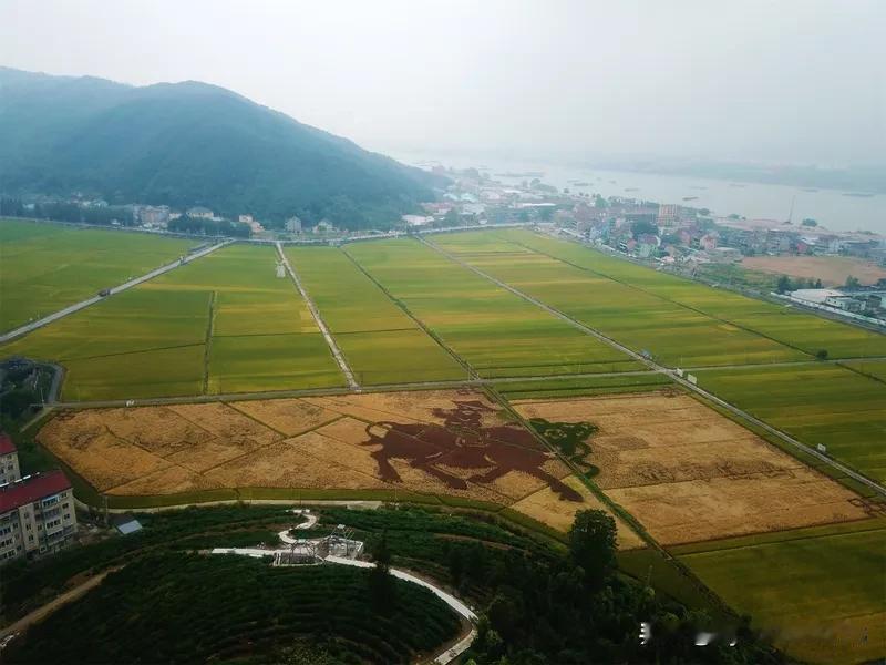 稻田晨阳
晨阳辉耀稻田黄，金穗迎风舞浪长。 
丰岁欢歌传远巷，农夫笑语溢村乡。 