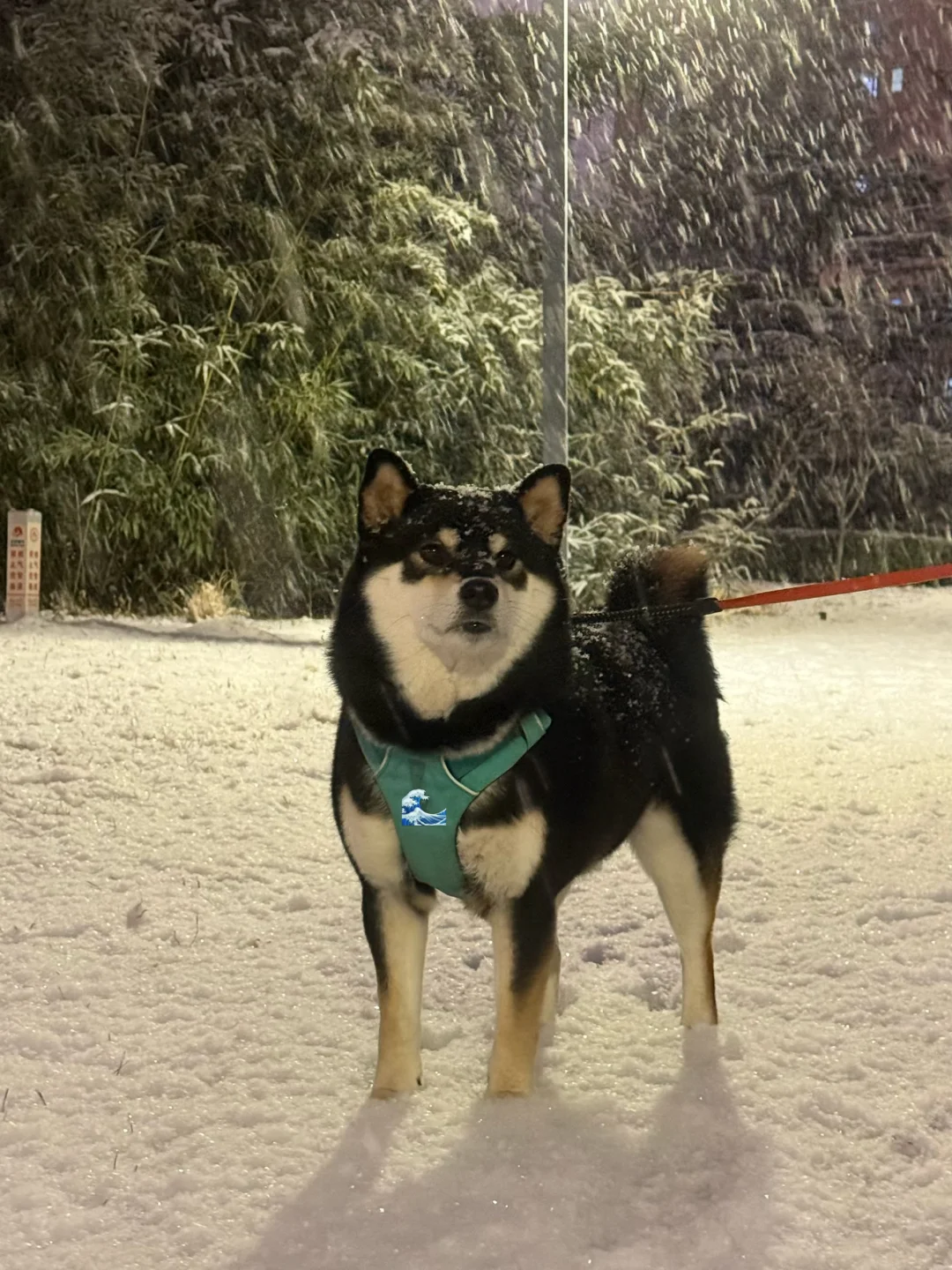 下大雪了！下大雪了！下大雪了！