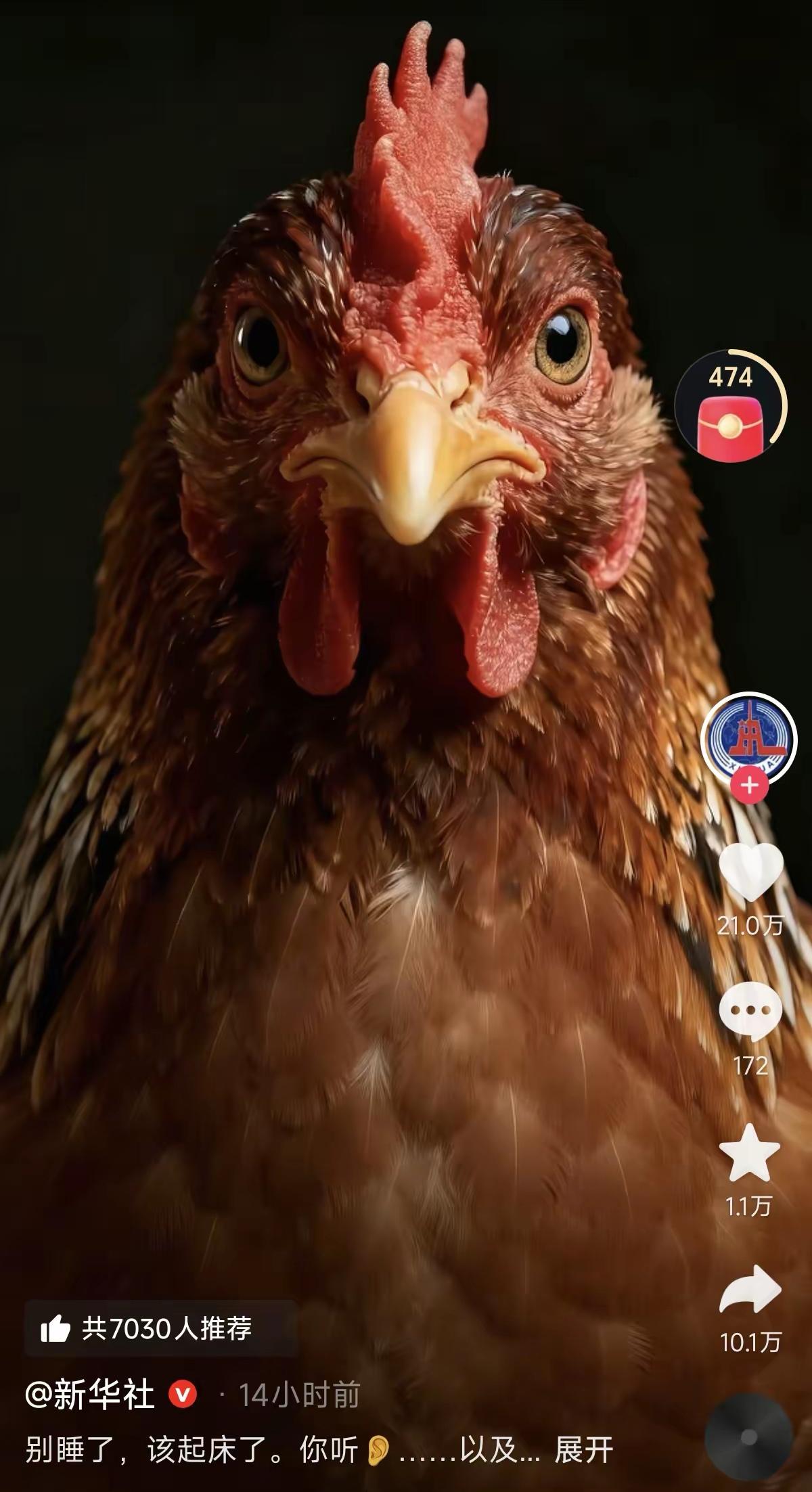 这是母鸡，不是公鸡！
要有生活常识！
央视媒体发一张母鸡图片，
寓意何为？