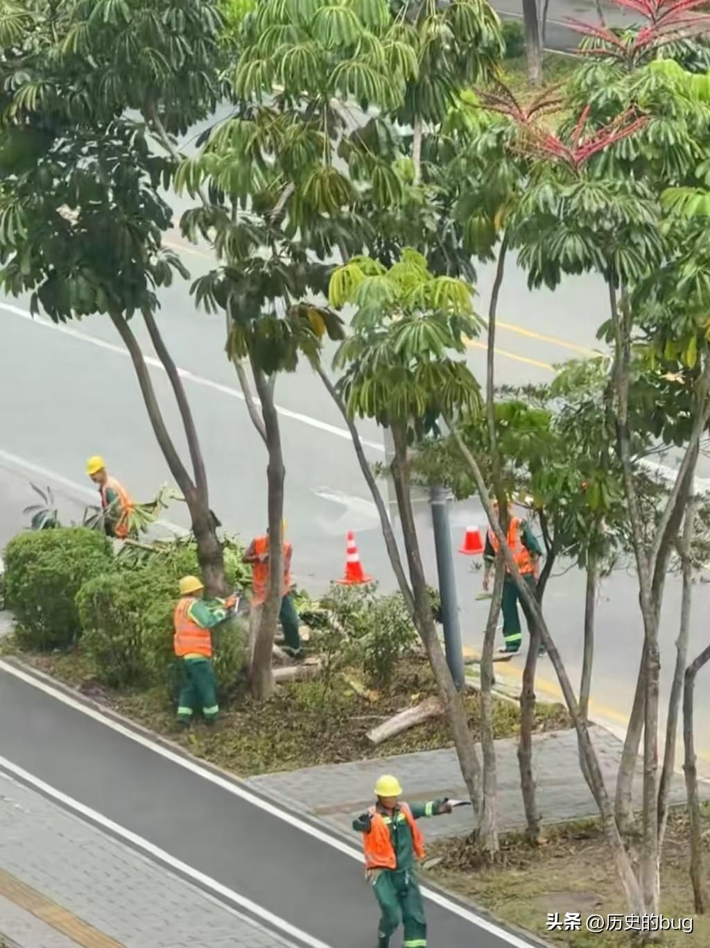 深圳这次深知躲不过去了！已经开始在路上锯树了。

为什么要锯树呢？因为有了前几次