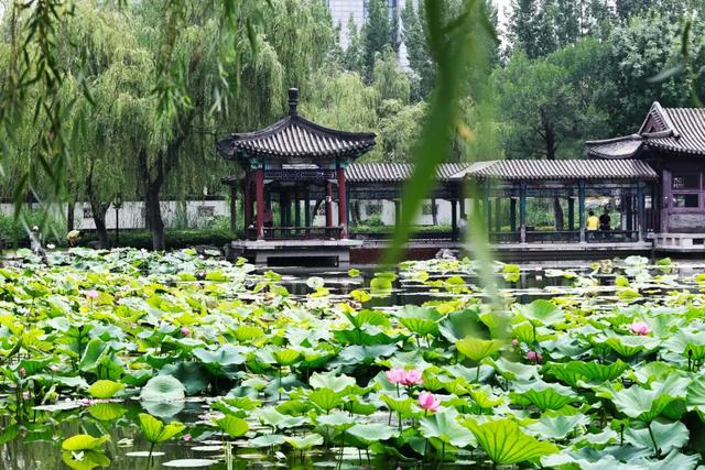 夏天的最后一个节气，来了！
