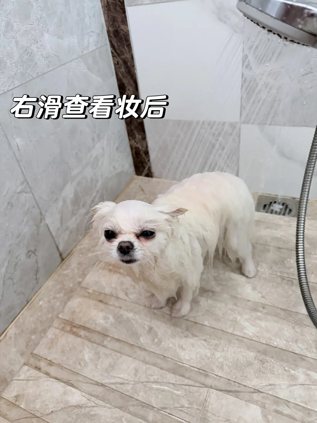 原来是只空心小狗…