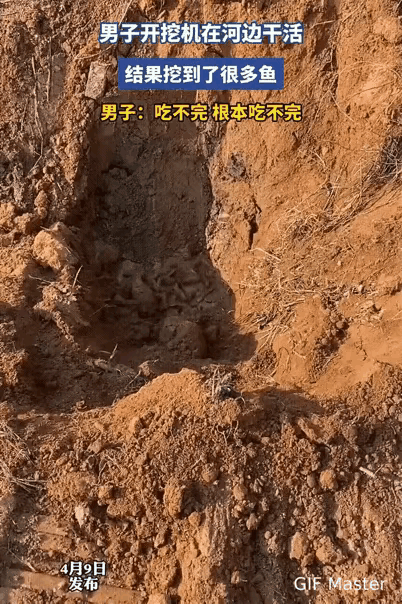 山窝窝里还有这幺多小鱼仔，鱼不是离不开水吗！真的是太奇怪了吧！
