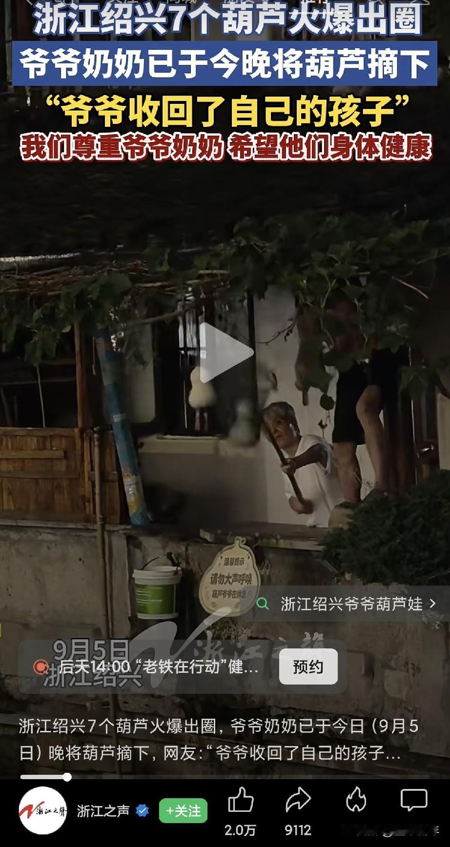 浙江绍兴这七个葫芦前段时间火遍全网，今晚爷爷奶奶已经把葫芦摘下来了。准备专程过来