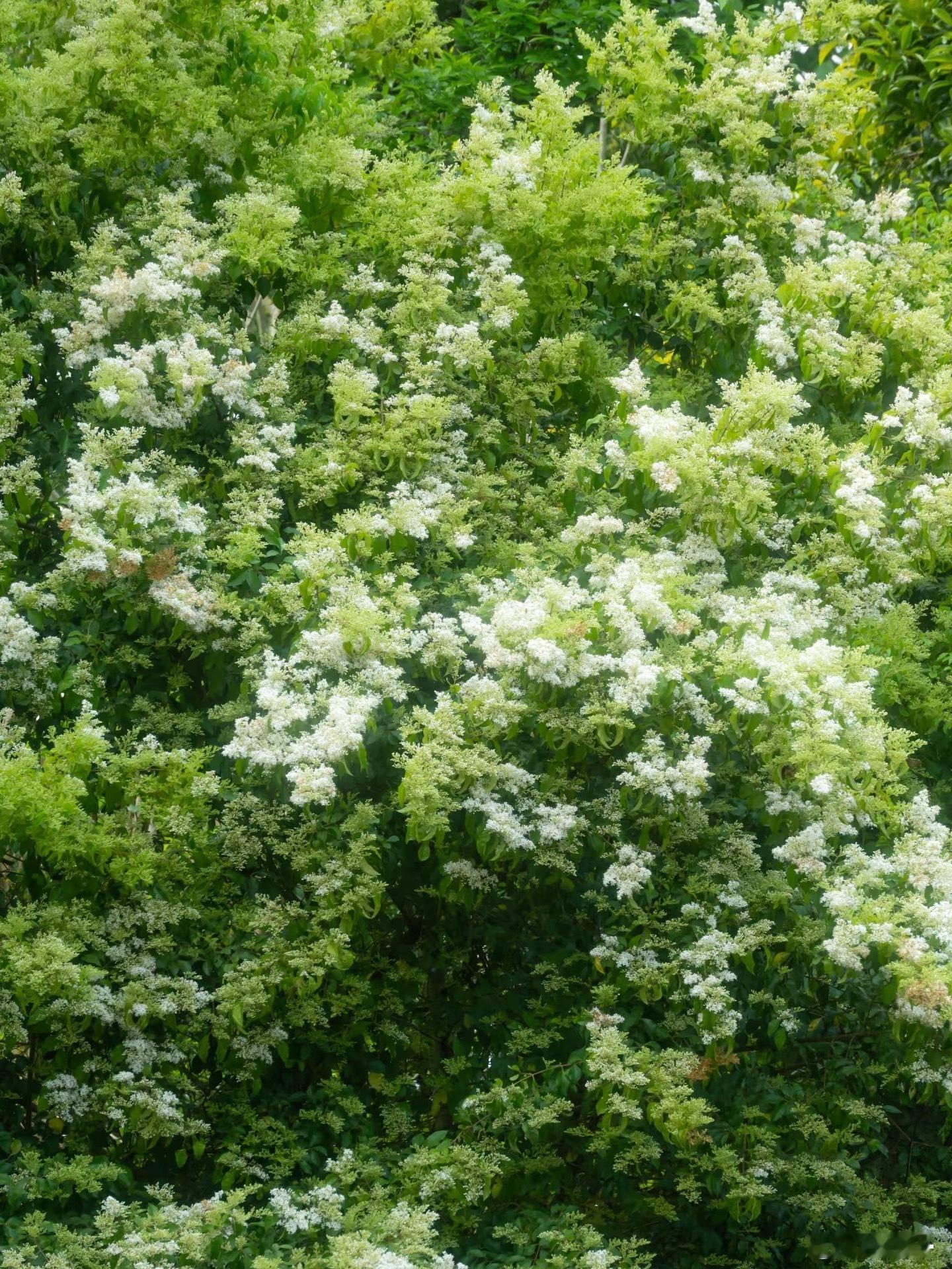 杨洋[超话]          “杏杏春来时.”🍏🍃☘️乱做一通 杨洋不用等