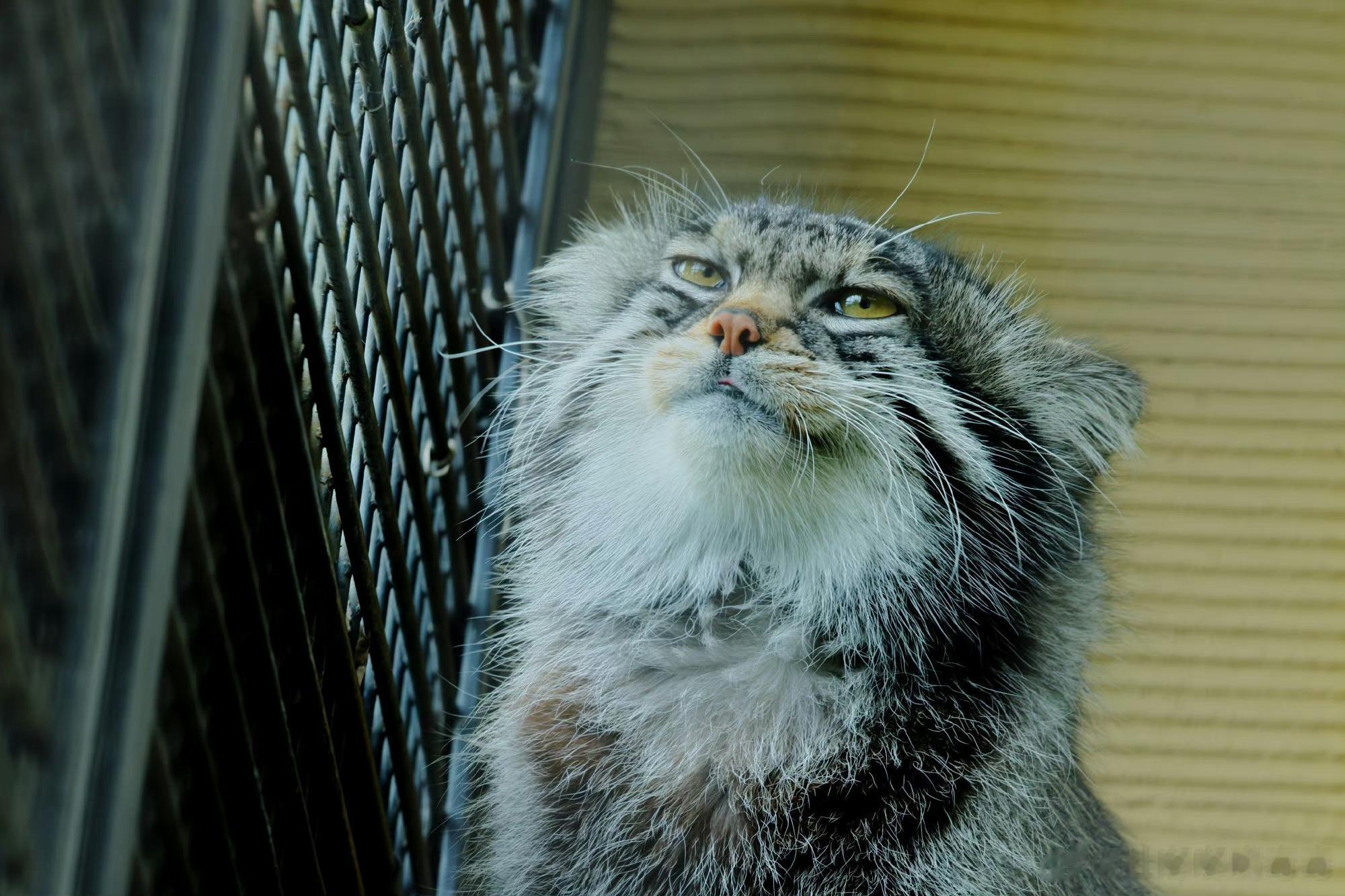 #日本第一批不婚的人开始后悔了#我猜是那种明明结不起婚养不起家的男的，开始后悔自