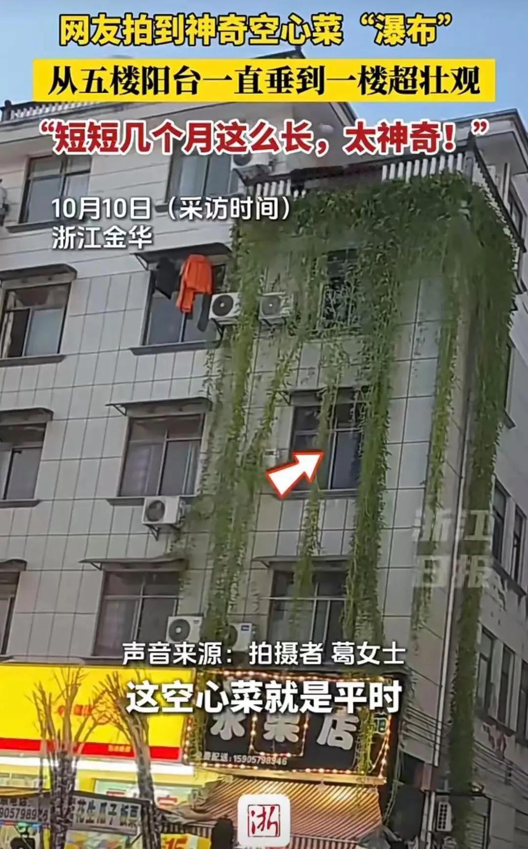 浙江惊现“空心菜瀑布”！5楼垂到1楼，网友：这户人家怕是要吃一整年
 
浙江金华