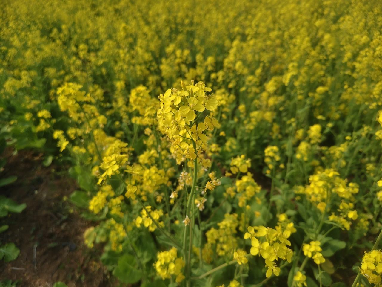 今年春天最想实现的心愿 今年春天，我最想实现的心愿就是去一趟江南古镇。想象着漫步
