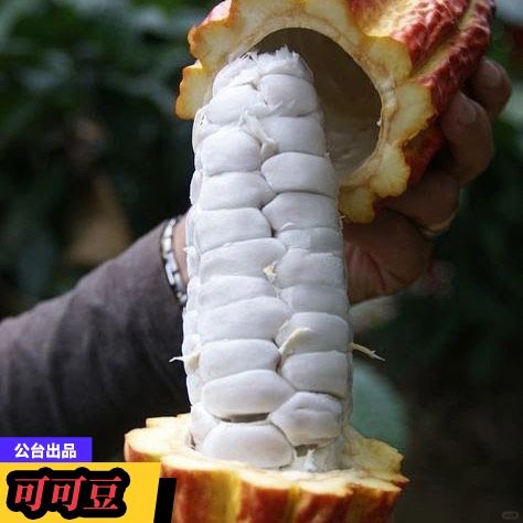 巧克力的原料居然样子这么怪：可可豆