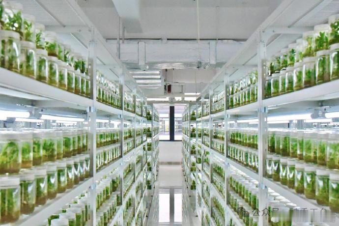 科技赋能台州这株仙草焕发新活力 从实验室到智能工厂，铁皮石斛的“进化论”！天皇药