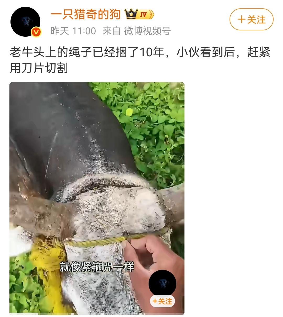 破除牛魔王的紧箍咒。
（如图所示）一头在乡间路边的老牛，头上的绳子已经紧紧箍了十