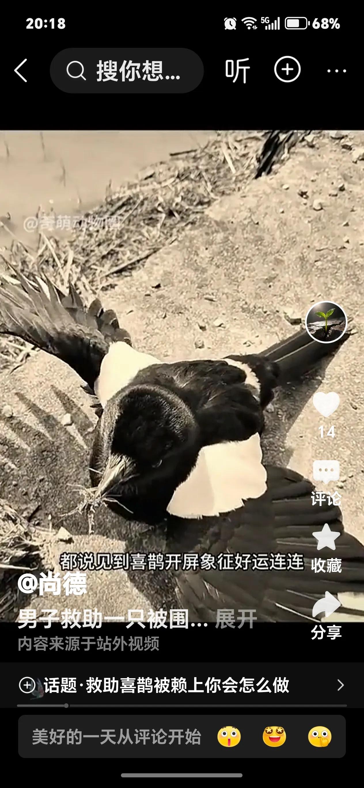 前后不是一只喜鹊。前边那只头后有许多白毛，而后边这只头是乌黑的。