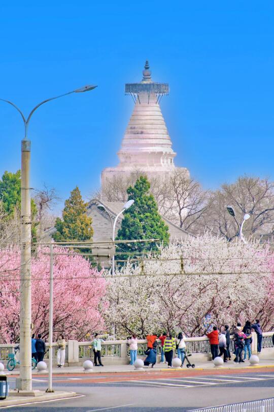 3.13实拍！春景里的中式浪漫🌷 周末赏花路线