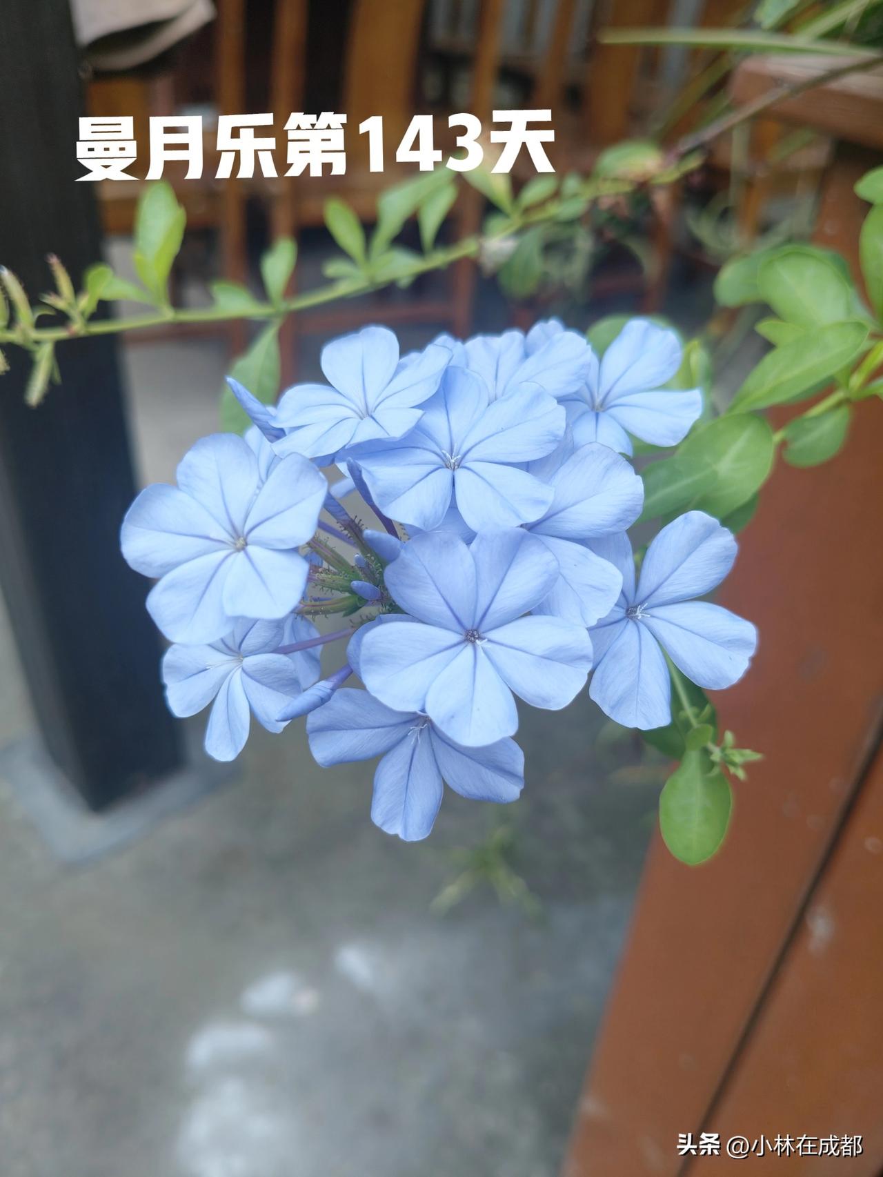 曼月乐的第143天，真的是不能吃生冷冰凉的，我都后悔了……

昨天下午和女儿，小