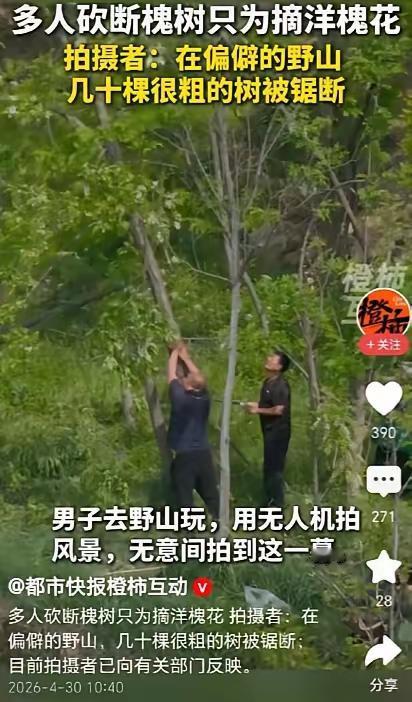 真的看不下去了！就为一口春日槐花，竟能干出这么没底线的事，实在让人寒心又气愤。