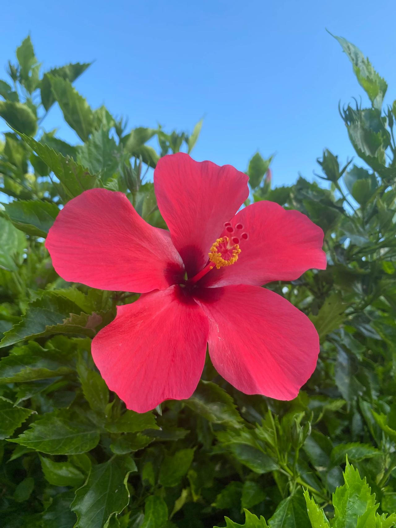 
花艳艳
天蓝蓝
水黑黑