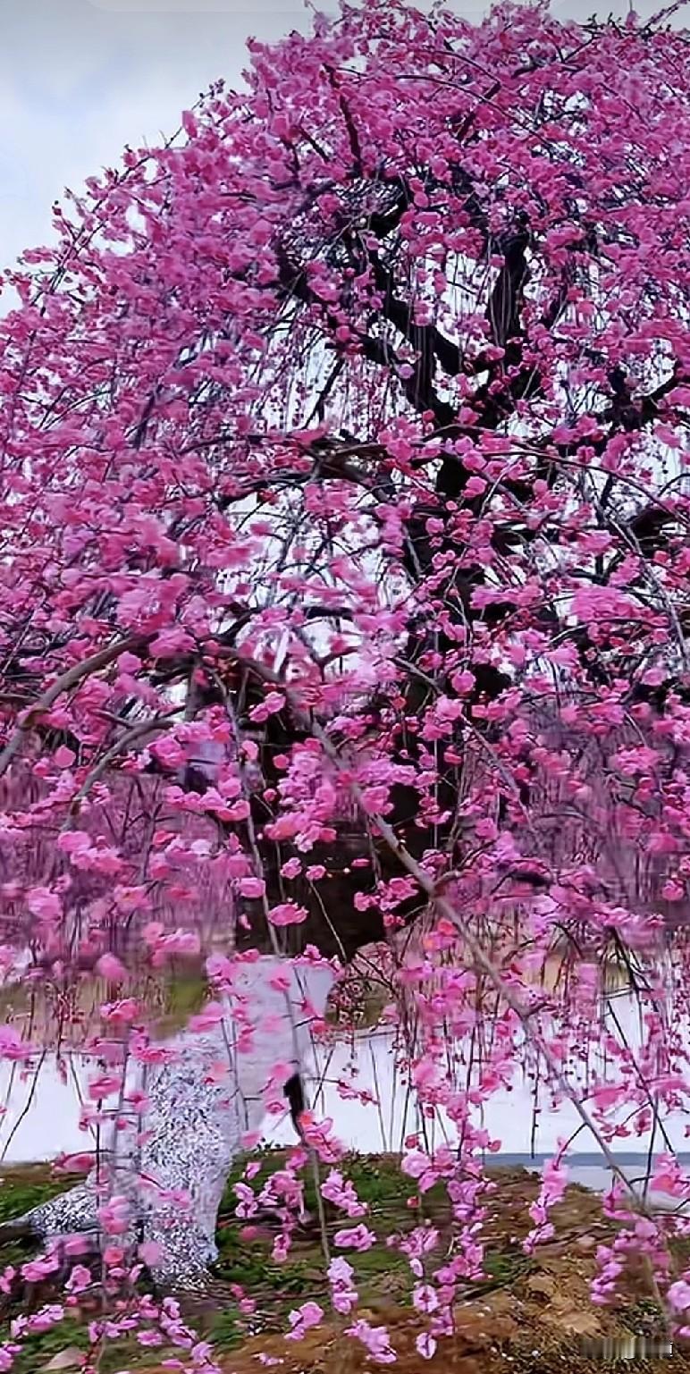 二婚能幸福吗？二婚要是能幸福，都离了，都二婚了。
二婚怎么可能幸福？老婆老公和孩