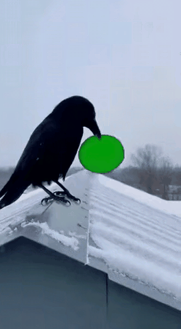 雪地屋顶上，一只乌鸦正叼着个绿圆盘，一本正经地“练习滑雪”。也不知道它是跟人类学