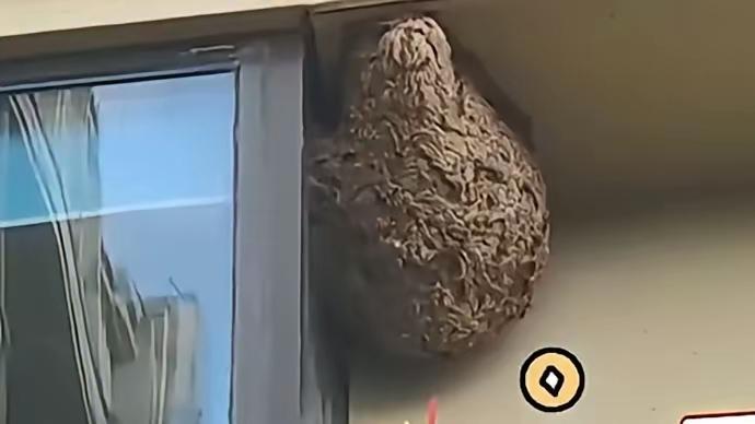 仅仅出去一个月，回来后，一开窗户吓够呛，这么短的时间，就有这么大的马蜂窝。
这么