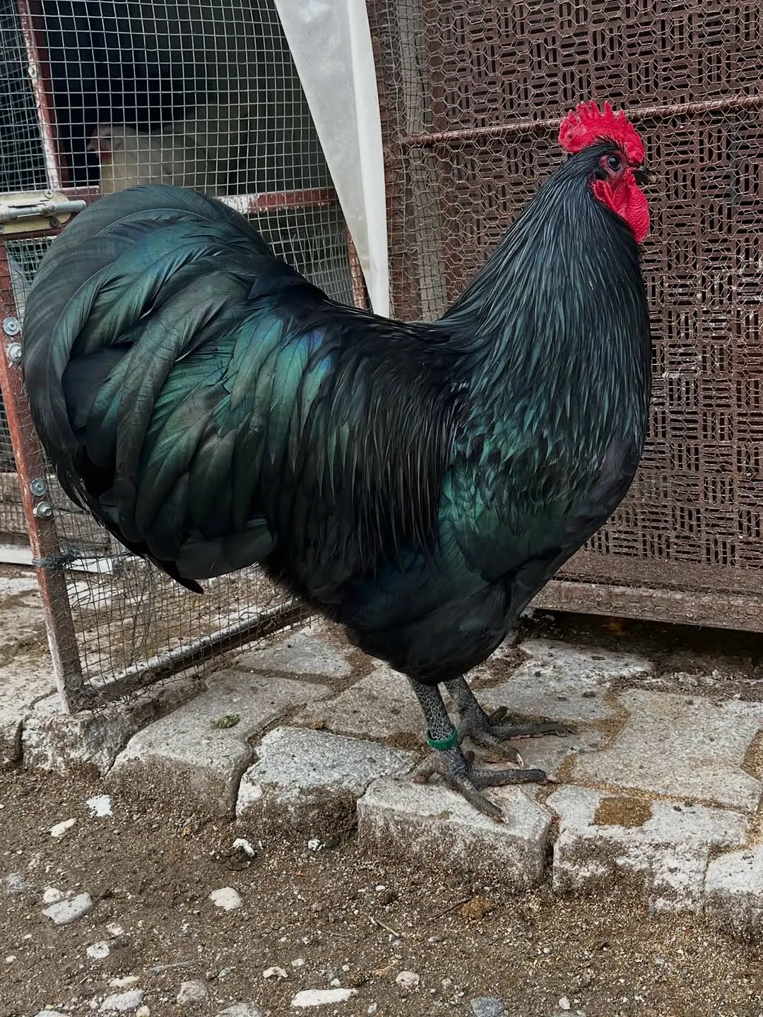 澳洲黑粉紫蛋便宜了。