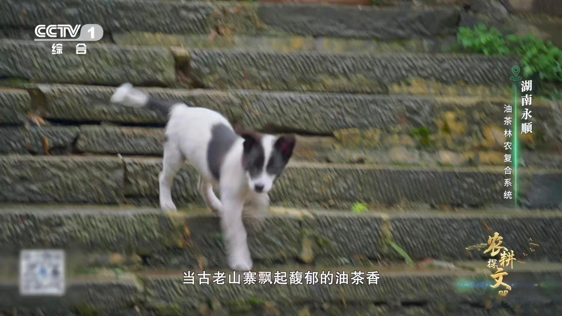 植物界有自己的全能选手油茶榨干成了洗头神器 谁懂啊！湖南油茶简直是植物界的六边形