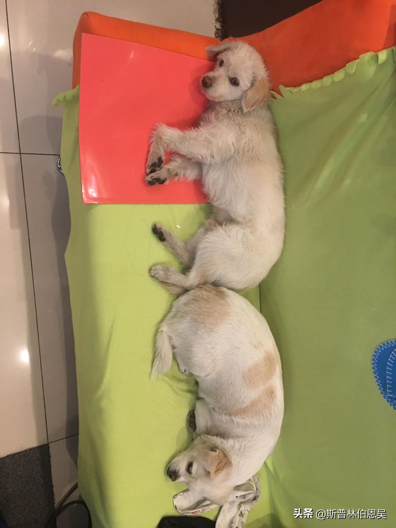 把你家狗狗睡觉的姿势发出来看看