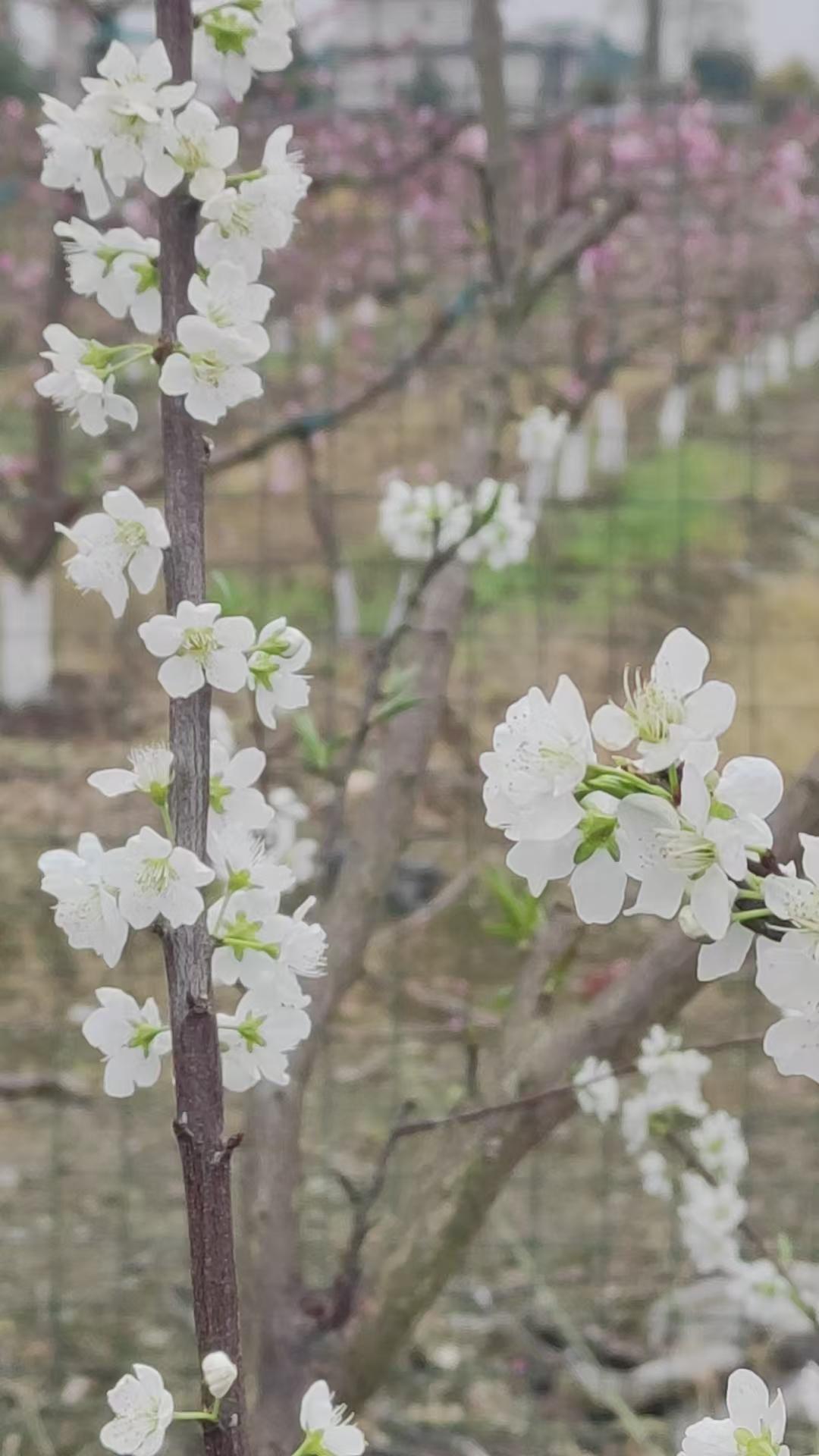 天南地北大拜年春天来了梨花开了