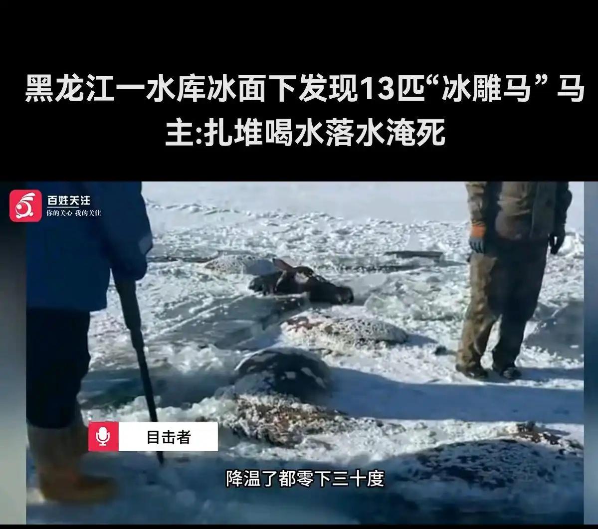 损失30多W！13匹马被冻死！养马大爷欲哭无泪！
近日在黑龙江东风水库冰层中发现