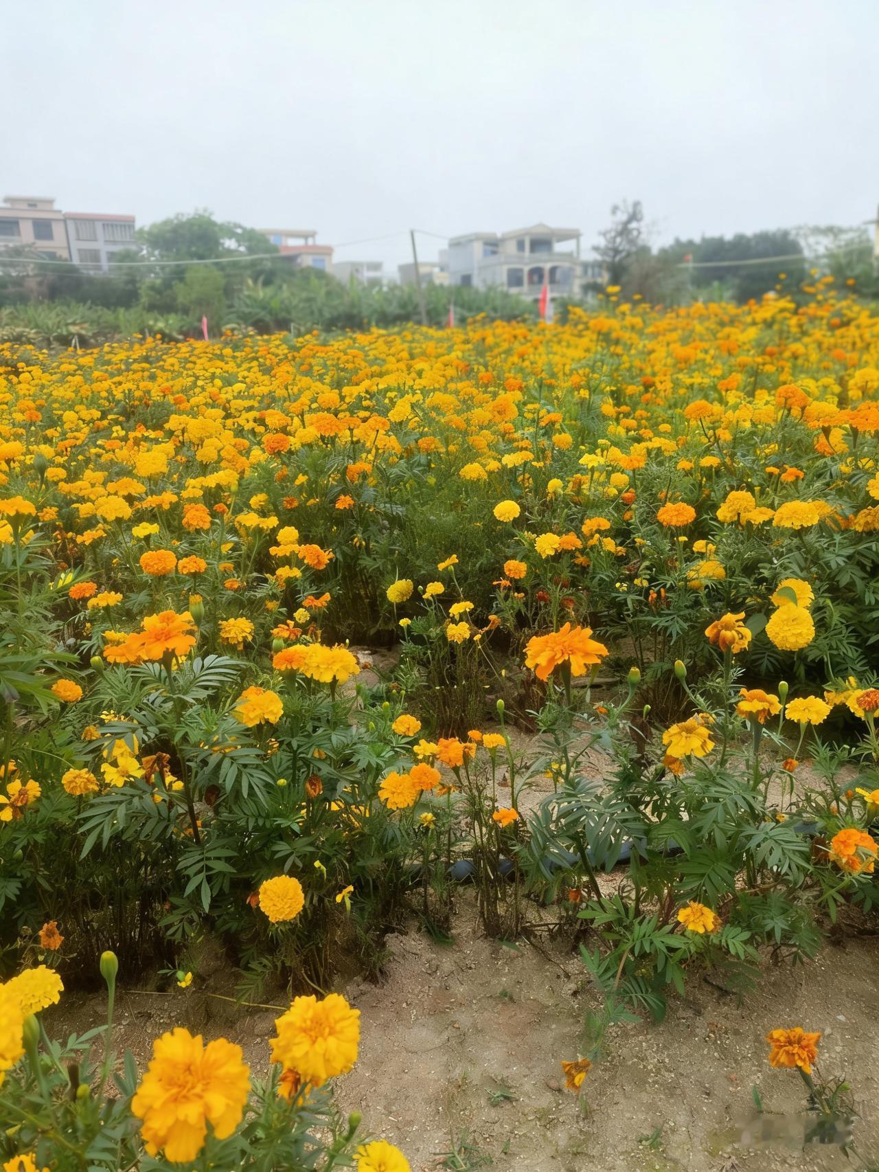 晒图笔记大赛 “一片金黄，绽放的花海，感受大自然的美丽”🌸🌼🌻