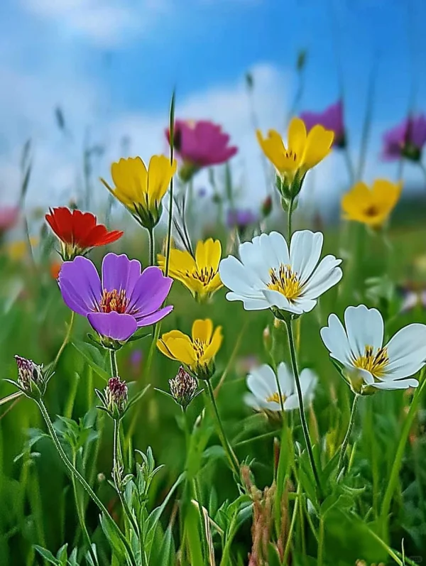 周末随拍小花