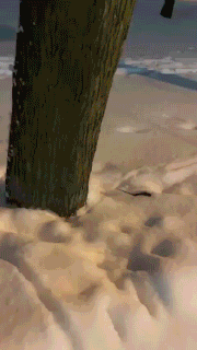 这老鼠修的遁地术吧？