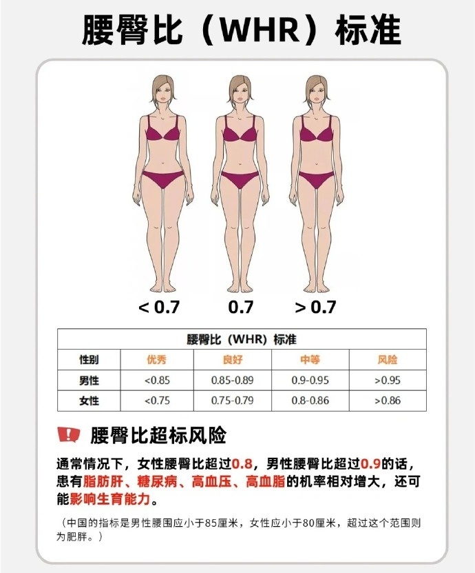 腰臀比不仅是身材比例的重要参考，也反映了体态的健康程度。合理的腰臀比，能让穿搭更