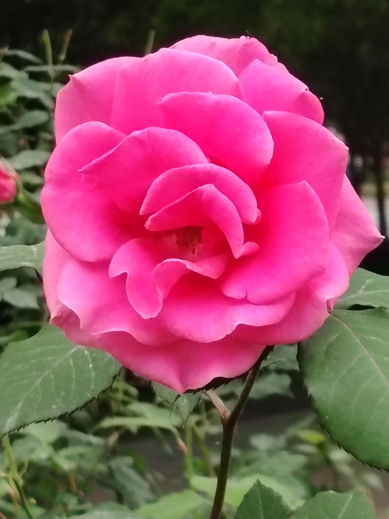 春日生活打卡季春风里盛放的粉红牡丹花瓣层叠舒展，似少女晕开的胭脂裙摆，柔粉的瓣边