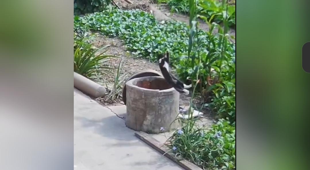 大家快来看看这件有趣又暖心的事儿。小猫一心想去抓小鸟，一不小心掉进井里面，可把一