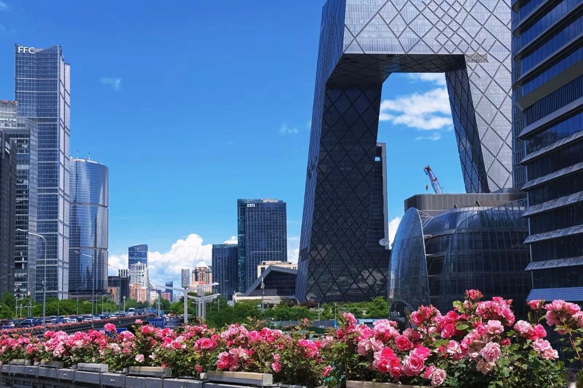 冷知识：北京最好的月季不在公园里，而是在绿化隔离带上[看]有人说二环的最美，也有